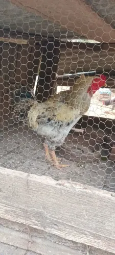 Galo bonito 