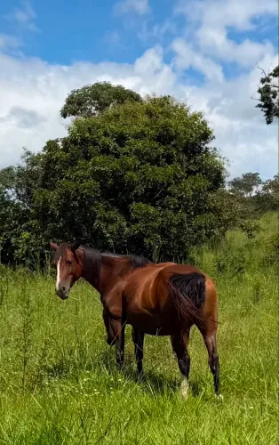 (Cavalos) ÉGUAS MANGA LARGA MACHADORA