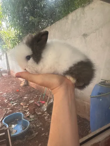 Mini coelho teddy dwerg