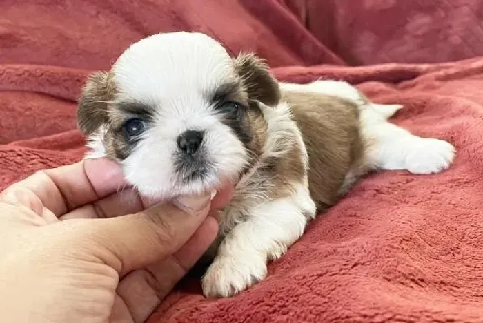 Shihtzu Mini Filhotes Compre Agora o Seu Amiguinho.