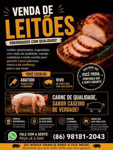 Leitão bem manejado e vacinado