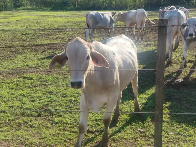 Gado / Boi de corte