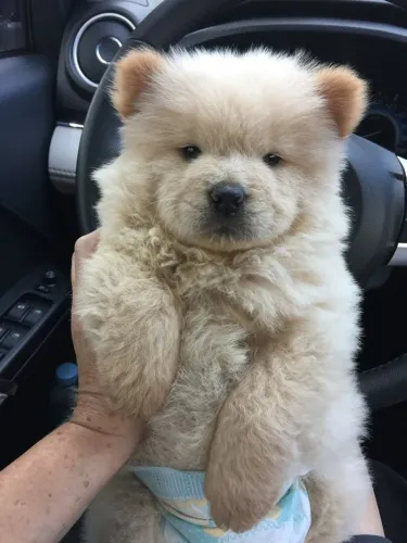 Chow Chow Um pacotinho de amor pronto para ser entregue