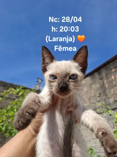 Doação Responsável