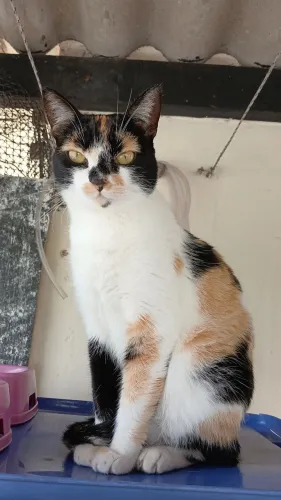 Estou doando esta gatinha linda ,