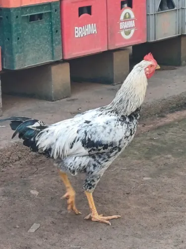 Vende-se frangos caipira. Valor 75 reais por cabeça 