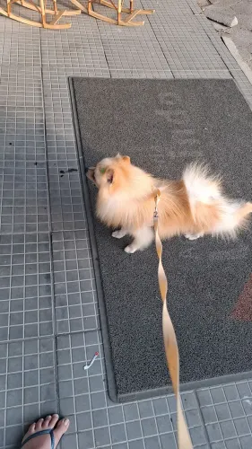 Vendo lulu da pomerania otimo padreador