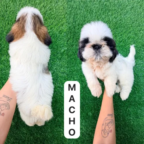 Shitzu macho 
