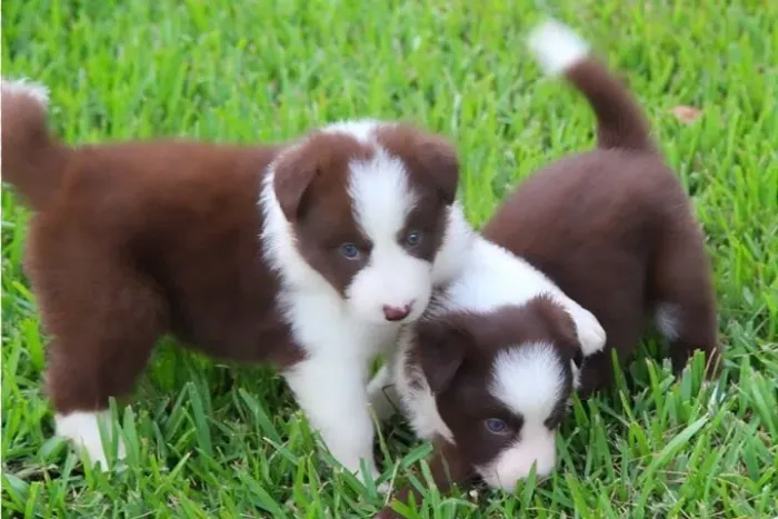 Filhotes de Border Collie | Carinho que vem correndo.
