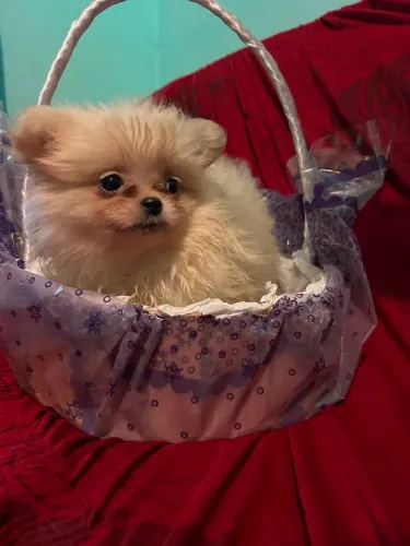 Vendo Spitz Macho lindo