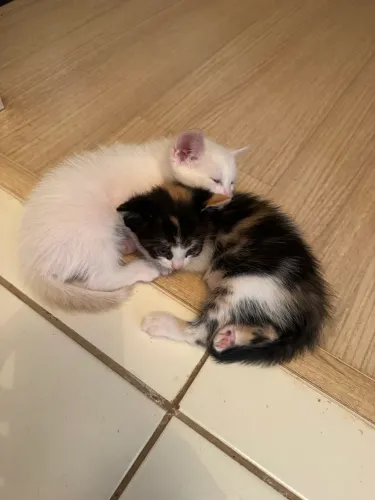 Gatos filhotes para adoção