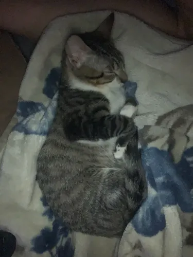 Doação gatos