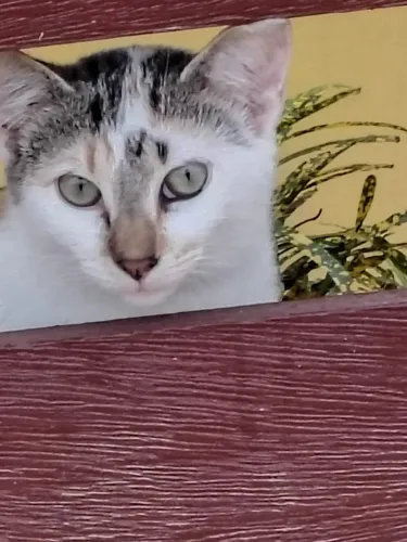 Gatinhos doação