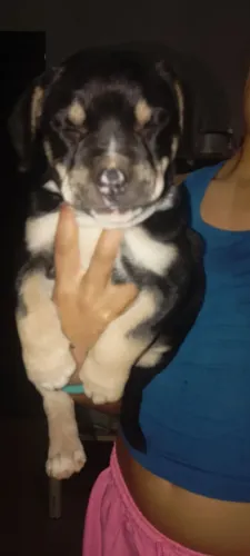 Pitbull fêmea 