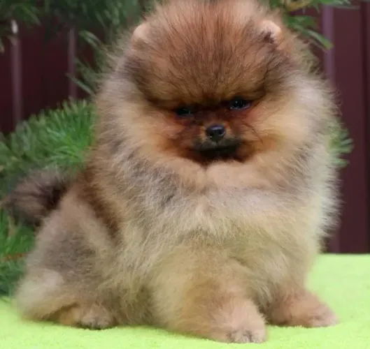 Lulu da Pomerânia - Um pequeno companheiro para uma grande história de amor