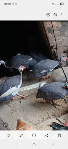 Guines pampa de branco pra vender 