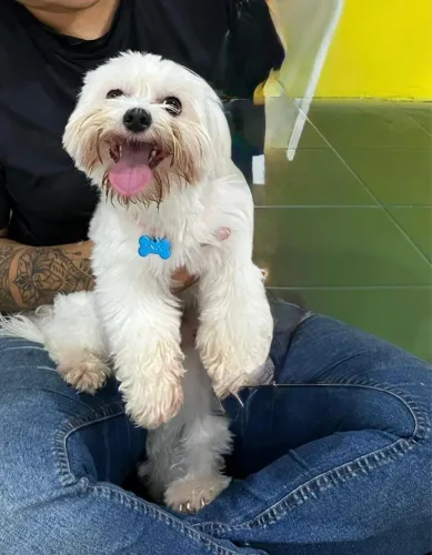 Cachorro Maltês 1 ano Pronto para cruzar