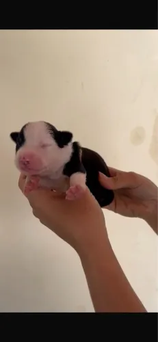 Border Collie 