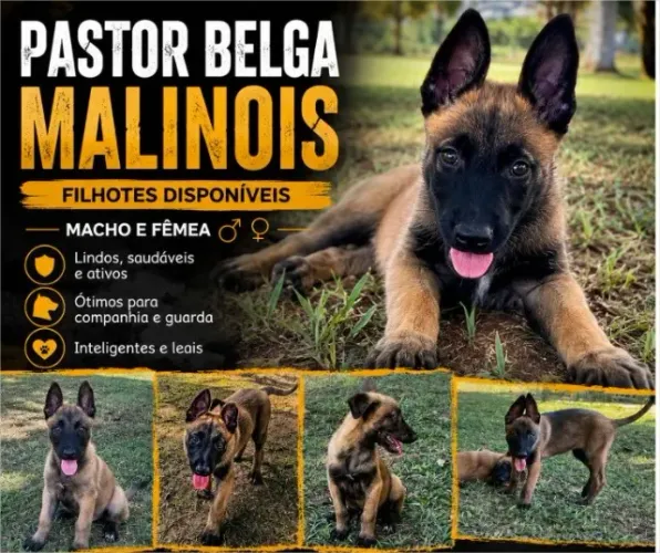 Pastor Belga Malinois - Macho e Femea