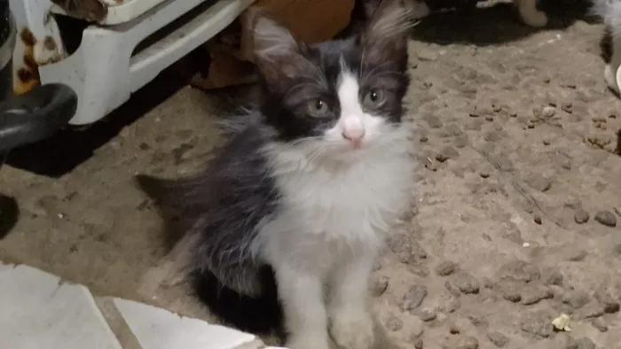 Gato
