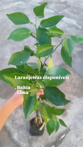 Frutíferas (laranja, amora, acerola, goiaba tailandesa)