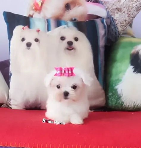 Macho de maltês micro baby face branco macho e fêmea pedigree adestrado garantia canil 