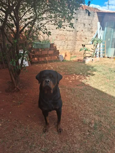 Rottweiler para cobertura