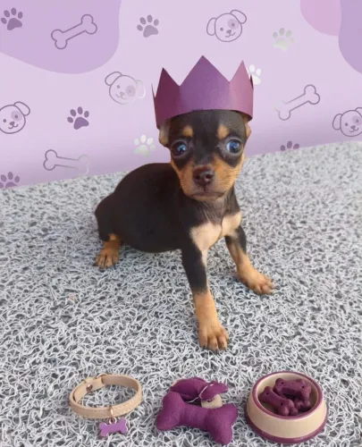 Pinscher cheio de amor e carinho pra vc 