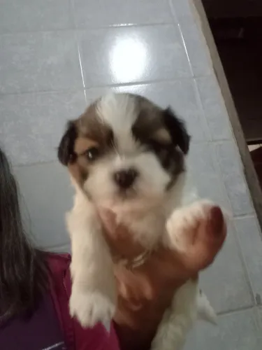 Lindos Shitzu machos disponíveis (venda)