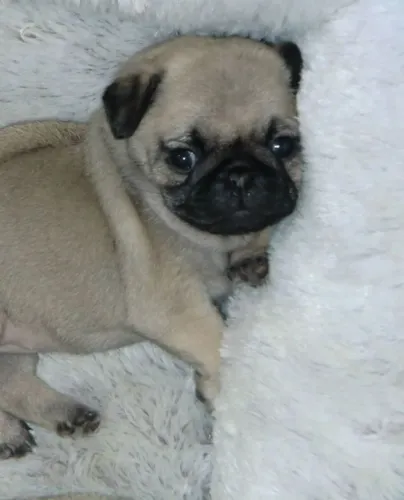 Pug Doçura que se revela aos poucos