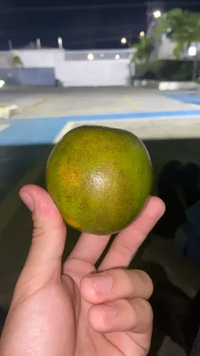 ? Laranja Fresquinha e Docinha | Direto do Produtor