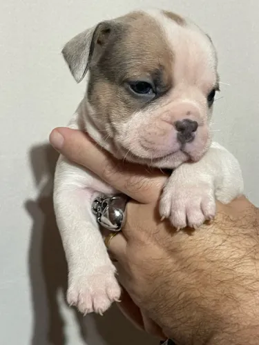 American bully exotic 
