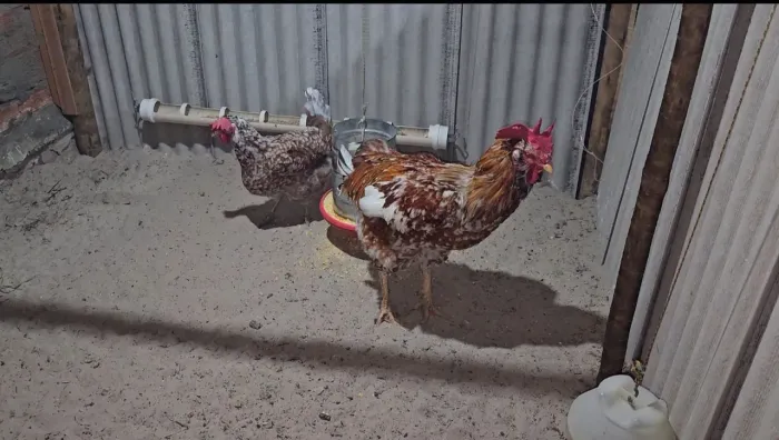 Casal de galinha sertaneja balão 
