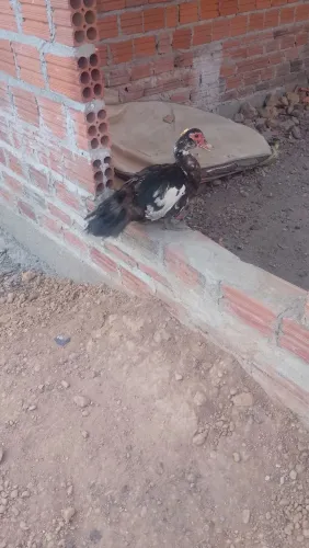 Pata com patinhos.