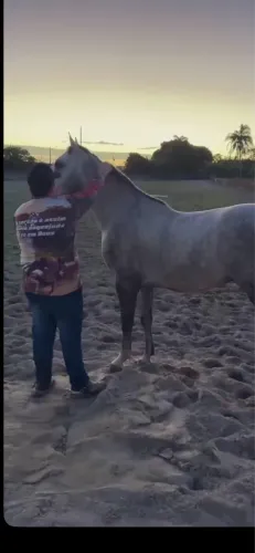 Cavalo manso para sela