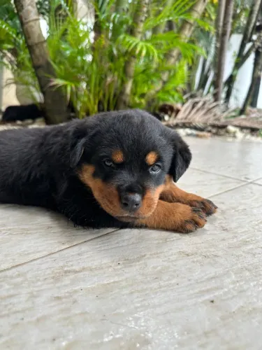 ROTTWEILER
