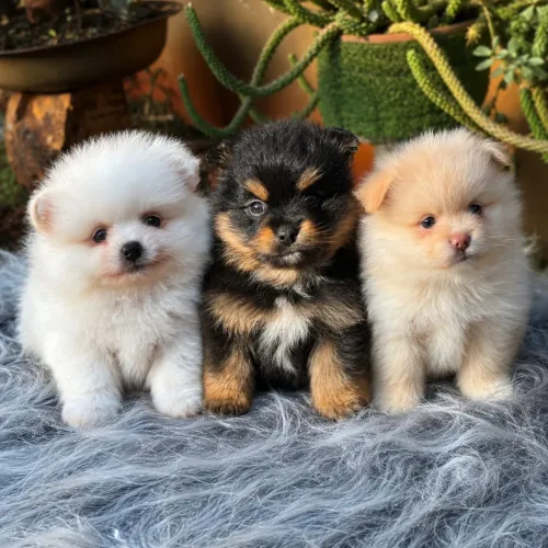 ? Spitz Alemão (Lulu da Pomerânia) ?