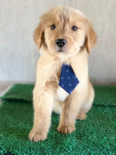 golden retriever com vacina