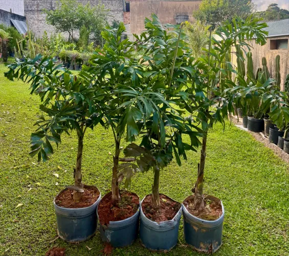 Palmeira Rabo de Raposa 