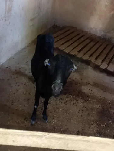 Cabras e bodes