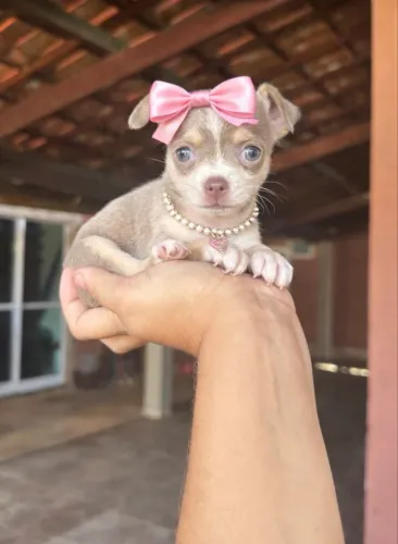 Chihuahua pelo longo e pelo curto com kit grátis 