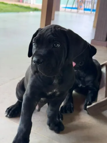 Cane corso - Vendo Filhotes Machos 