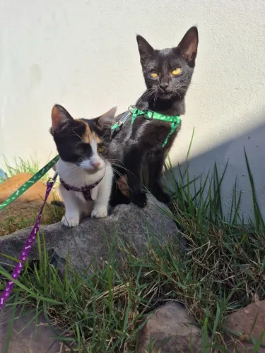 Gatos para adoção conjunta 