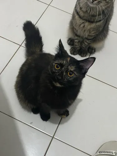 Gato para doação 