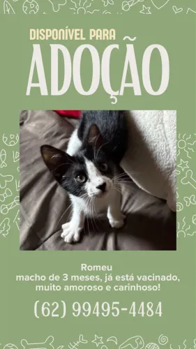 Adoção de Gato Carinhoso