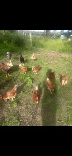 Galinhas e frango