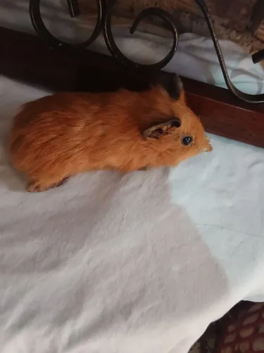 Pouquinho da Índia filhote 