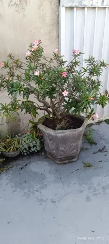Rosa do deserto