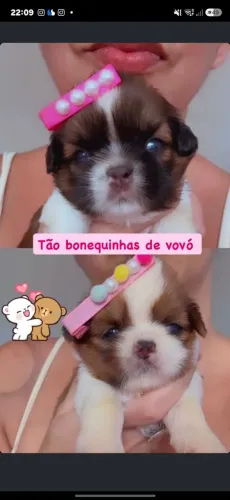 3 fêmeas Shitzu disp- @agnesroyalcanil