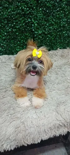 Filhotes de Lhasa Apso